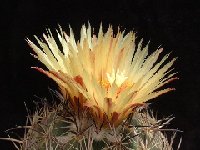 Coryphantha difficilis GL053 (FA) Camaleon, Coahuila, Mexico